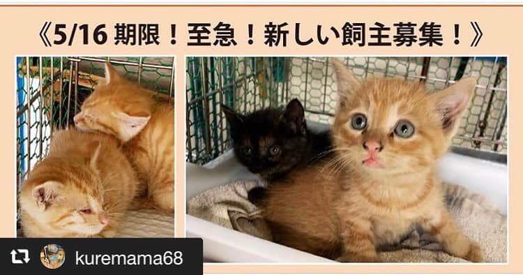 猫カフェきぶん屋さんのインスタグラム写真 - (猫カフェきぶん屋Instagram)「#repost @kuremama68 via @PhotoAroundApp  愛媛県松山市保健所に収容された子達の命の期限は 1週間ありません。 命を救う為に拡散のご協力をお願い致します。 小さい子達になりますので イヌネコライフネットワークさんの譲渡の条件をお読み頂いた上で イヌネコライフネットワークえひめさんにご連絡をお願い致します。 ※ NPOイヌネコライフネットワークえひめ 《5/16期限！4匹の子猫の新しい飼い主さん募集！》 松山市保健所で保護期限が5/16日（木）夕方５時までの写真の乳飲子が収容されて来ています。 写真の子は、400g〜550g前後の子達4匹です。 収容された乳飲子達は、日に日に弱って衰弱し保護期間中に亡くなってしまう子達も多くいます！ この子達は乳飲子ですので空輸搬送や長距離搬送は難しいため県内の方か近県の方で保健所まで迎えに来て下さる方お願い致します！ 子猫の飼育を検討されている方は、是非保健所まで会いに来てください。 保健所に収容された子猫の新しい飼主さんになって下さる方は、引取り時には、運転免許証や保険証など本人確認ができるものをご持参ください。 尚、先住猫がいる場合は、必ず3種ワクチンを接種しておいて下さい！譲渡して頂いた子のウィルス検査が済むまでは先住猫とは会わせない様にして下さい！（最低２週間） 既に猫を飼育されておられる方は不妊・去勢手術をして必ず室内飼でお願い致します！ ＊お問い合わせ先  生活衛生課　分室 松山市役所第四別館南側 愛媛県松山市三番町六丁目6番地1　 電話：089-948-6751 平日：8:30~17:00まで 休日：土、日、祝日 （8:30〜9:30の間は見る事が出来ます！） 又は、NPOイヌネコライフネットワークえひめ（090-5272-2939)中野までご連絡ください。 ※ご支援のお願い！  タオル類や・子猫用のミルク・餌・ケージ・検査費用などが不足しております！ 少しずつでもかまいませんので、支援品、支援金のご協力よろしくお願い致します！ お問い合わせはNarito Nakanoのメセンジャーまでお願いします！ ※ 尚、コメントでの問合せは受け付けておりません！ 必ずメッセージか、お電話にてお問い合わせください！」5月15日 13時45分 - nekocafekibunya