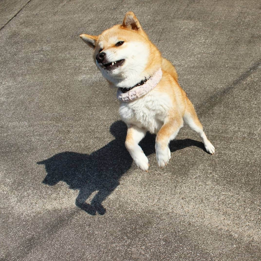 柴犬たま Shibainu Tamaのインスタグラム