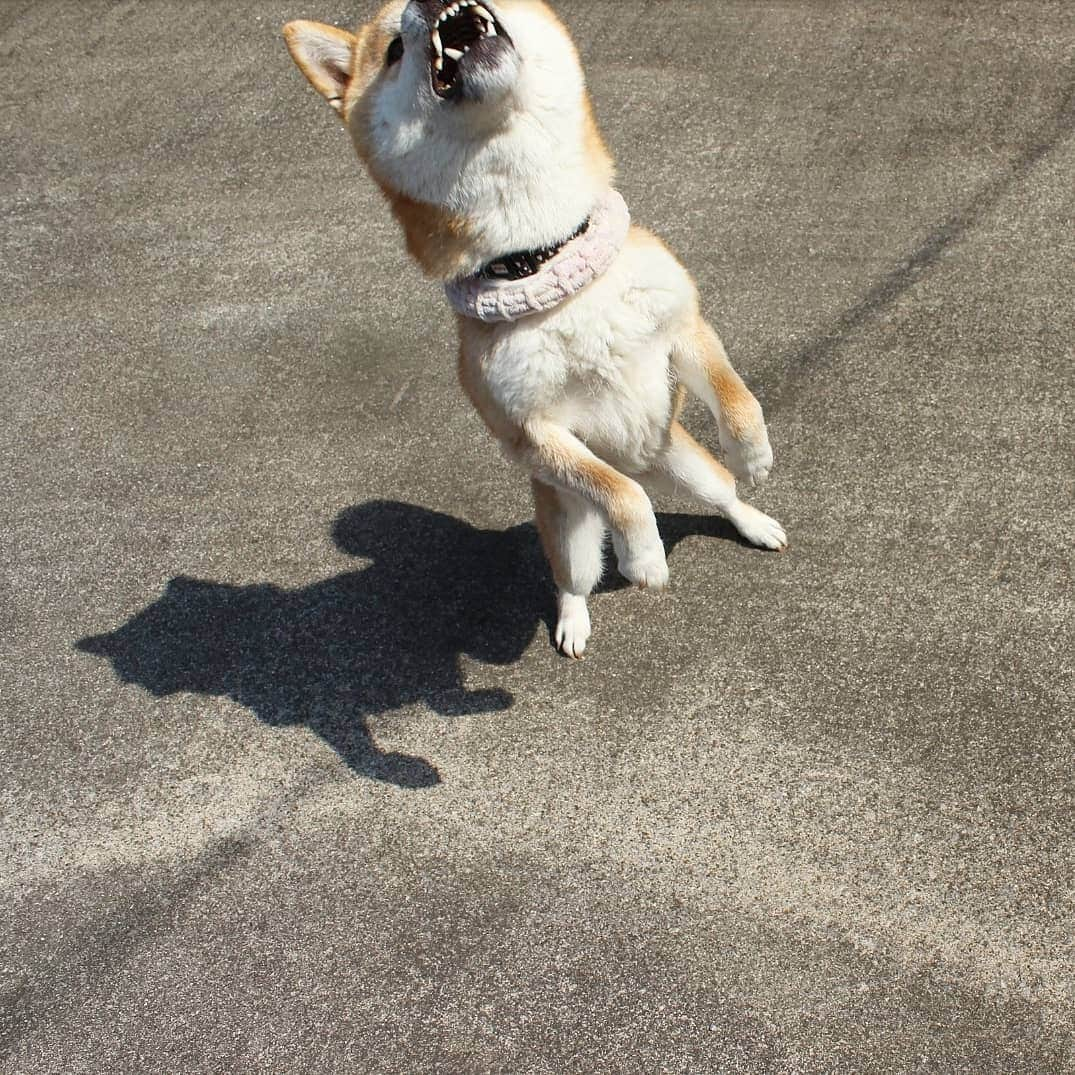 柴犬たま Shibainu Tamaさんのインスタグラム写真 - (柴犬たま Shibainu TamaInstagram)「活きがいい🎣 * Caption trans🇬🇧 Jump!!!! * #たま家族 #柴犬ミケ #一眼レフ #一眼レフカメラ #ジャンプ #元気いっぱい #元気が取り柄 #活きがいい #ピチピチ #柴犬 #shiba #shibainu #shibastagram #犬 #dog」5月15日 14時13分 - tama7653