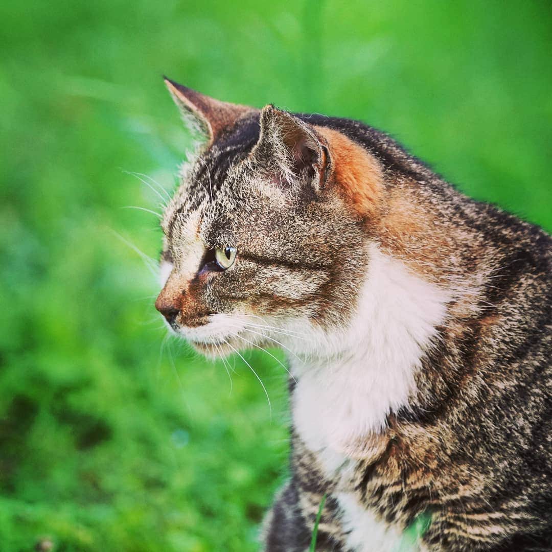 マサイのインスタグラム：「ねこねこねこねこねこCat」