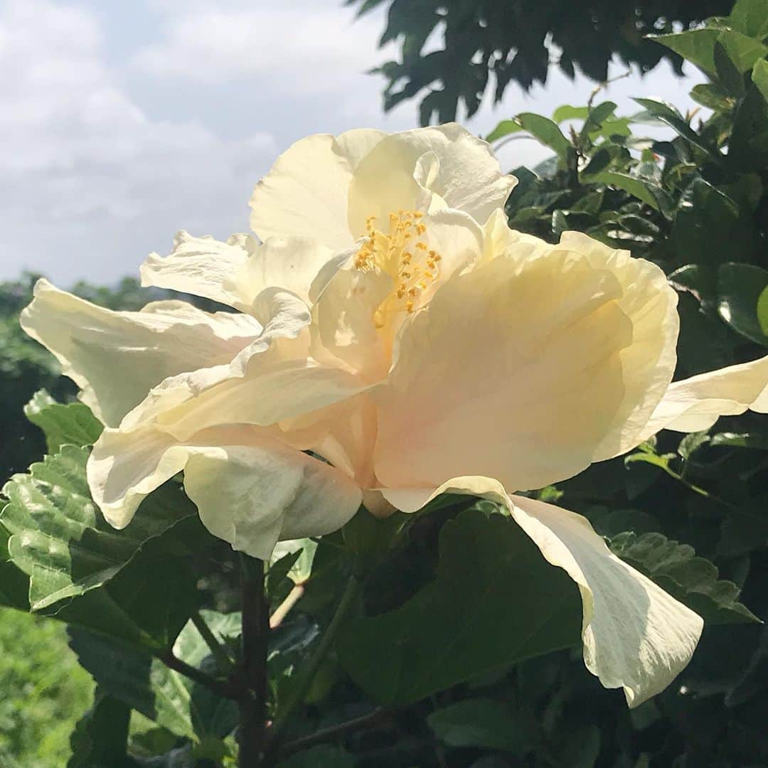 藤代冥砂さんのインスタグラム写真 - (藤代冥砂Instagram)「大輪のハイビスカスが開花。 昨日までは白菜みたいな蕾だったのに。 人の手に勝る大きさは神々しい。  今年植えた苗の成長の早さに驚く。  #ハイビスカス #ハイビスカス大輪 #沖縄 #蕾」5月15日 14時19分 - meisafujishiro