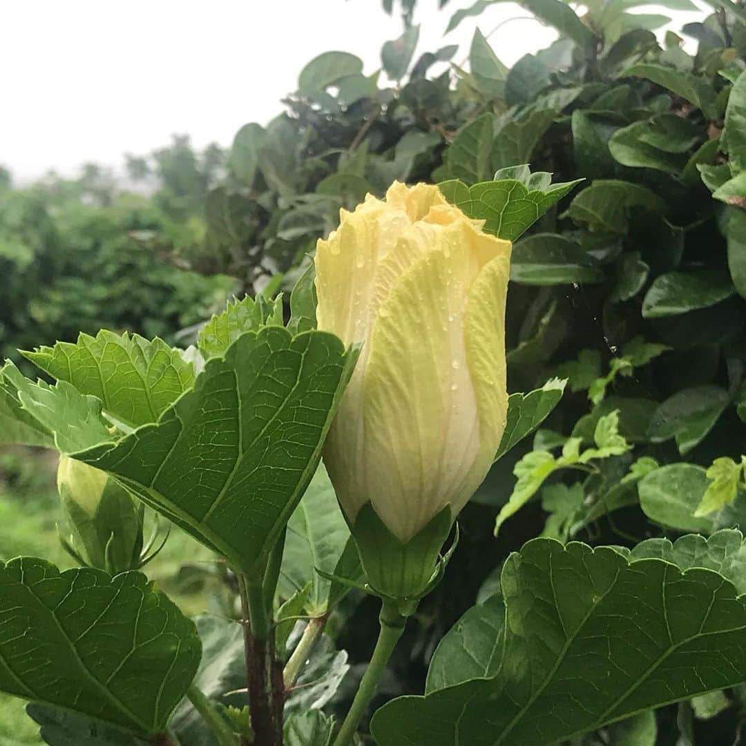 藤代冥砂さんのインスタグラム写真 - (藤代冥砂Instagram)「大輪のハイビスカスが開花。 昨日までは白菜みたいな蕾だったのに。 人の手に勝る大きさは神々しい。  今年植えた苗の成長の早さに驚く。  #ハイビスカス #ハイビスカス大輪 #沖縄 #蕾」5月15日 14時19分 - meisafujishiro
