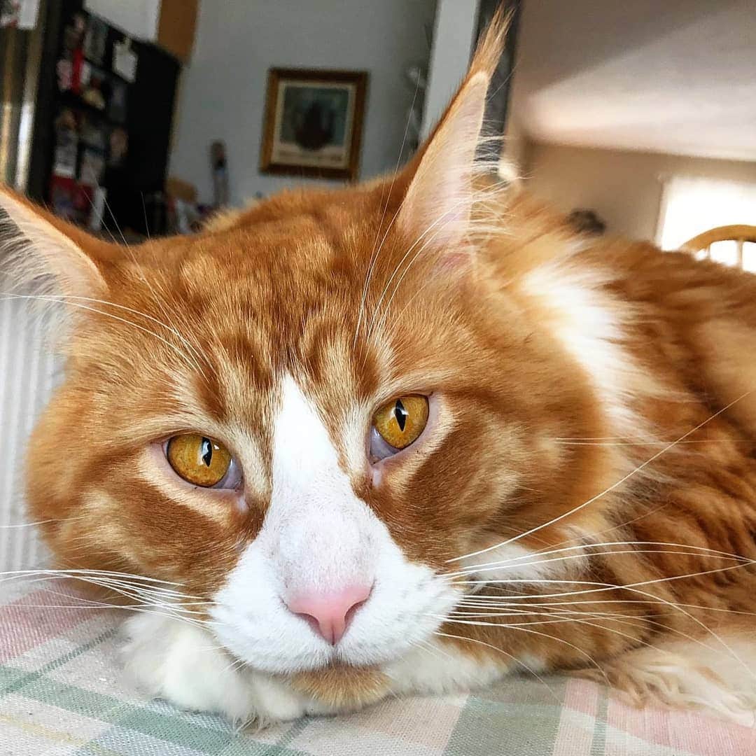 CatStockerのインスタグラム：「Hello! #catstocker is here!  Follow our FURRriend @mainecoondrogo  Scroll right for more pictures 👉 . . . . .  #cat #neko #mačka #chat #kočka #котка #kotek #kot #кіт #mače #кошка #кот #katze #gato #gatto #kissa #子猫 #猫 #고양이 #貓 #kedi #köttur #kissanpentu #חתול #кішка #kittens #小猫 #kätzchen #котята」