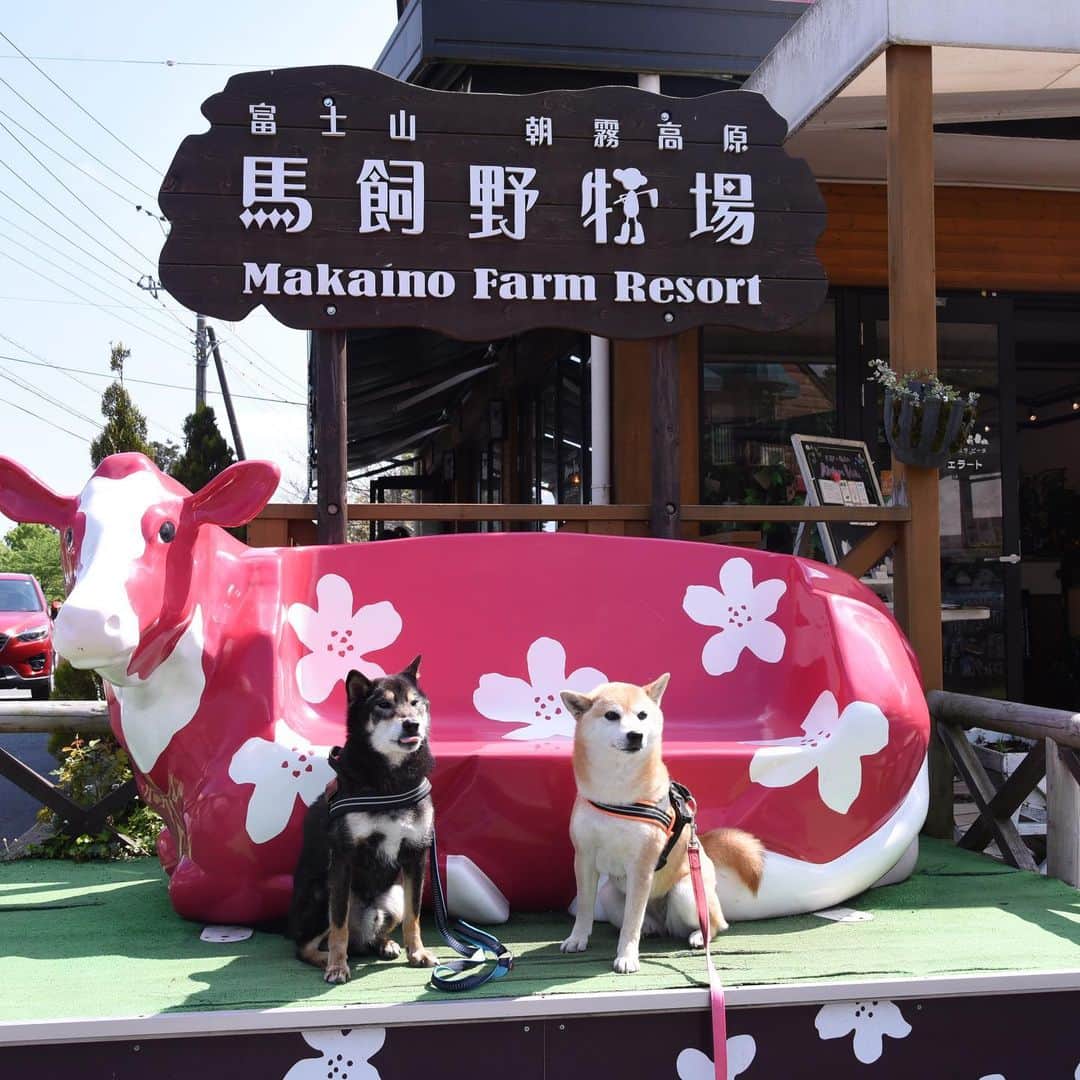 がんちゃんのグルメインスタ