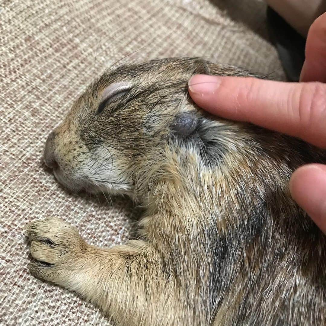 cocoさんのインスタグラム写真 - (cocoInstagram)「Soba had a surgery to remove the lump on the cheek on 5/3. It grew from about the size of sesame seeds to about 7 mm over a year. I am worried if it get bigger than this. The risk of surgery is higher if Soba get older. I  already reservation this operation in March. He then paralyzed his excretion. He is in good shape now, but I was very worried about surgery. The vet told me he would be fine because he had physical strength. Anesthesia will allow you to do a thorough examination looking for the cause of his paralysis. I decided on the operation. The operation ended safely and Soba  came back that day. He was in good shape, so he cut out four small lumps in all. As a result of examination, the cause of paralysis other than the spine was not found. Soba is fine and has good appetite. He is sleeping on his back without worrying about his wounds. The back was shaved to look for a small lump, but the wound was very small. Today 12th day after surgery His hair has grown around the wound. I'm sorry. I didn't tell you because I didn't want to make you worry.  I hope that my English gets through to you. Soba is OK. Thank you.😊」5月15日 15時45分 - nasumiso
