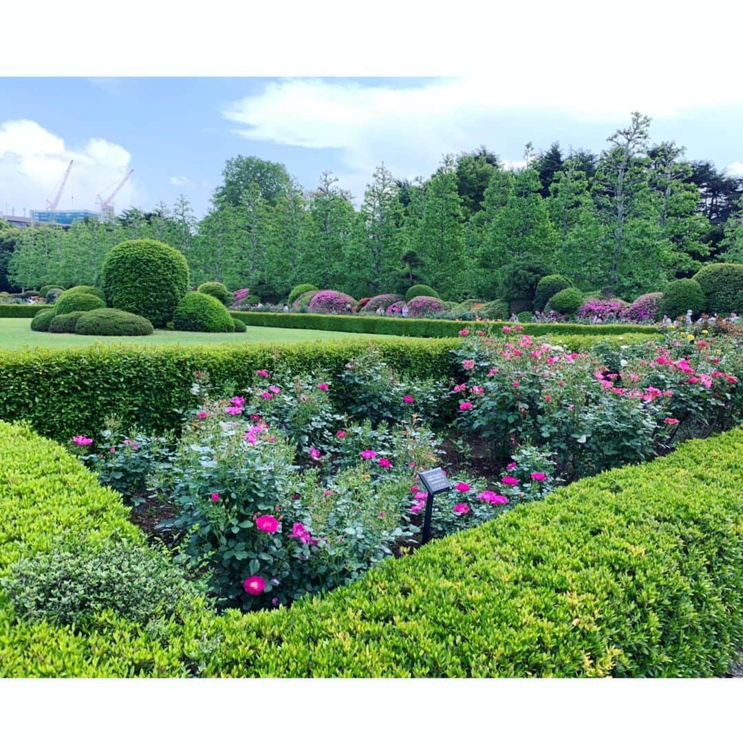 中野公美子さんのインスタグラム写真 - (中野公美子Instagram)「GWの思い出😊🌳🌷🌹 新宿御苑でお弁当を持ってピクニック！ 芝生に寝転がったり、 木々の香りを感じたり、 自然に囲まれて気持ち良かった❣️ また行きたい💖  #新宿御苑 #ピクニック #自然を感じる #木々の香り#最高 #癒し #アラフォー #ゴールデンウィーク」5月15日 15時57分 - kumikorion