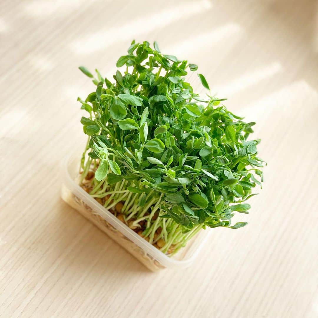 川田御早希さんのインスタグラム写真 - (川田御早希Instagram)「1袋で2回食べられるお得な野菜  #豆苗 #豆苗の再収穫  #キッチンガーデン #引き寄せ  #上機嫌 #いい気分 #今幸せでいよう  #今を楽しむ」5月15日 16時11分 - misaki_kawada