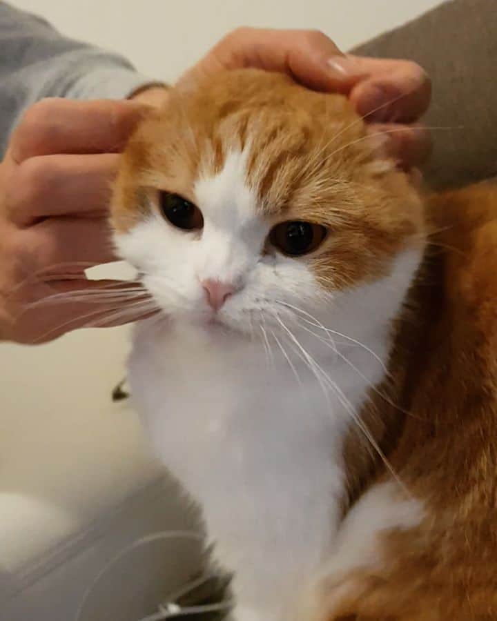 Nana _The Scottish Foldのインスタグラム：「Pretending like nothing ever happened🐱 . . 왜오? 나나 이어폰 안만졋어오 🤦‍♀️ 눈치보소 . . .  #고양이 #猫 #ねこ #スコ #cat #cats #catstagram #catsofinstagram #instagramcats #instacat #bestmeow #catoftheday #catsofworld #catsloversworld #catsofday #냥스타그램 #또앙 #귀여워 #냥이 #caturday #gatos #cats_of_instagram #ilovemycat #catselfie #kittensofinstagram #kittens #catsdaily #kucing #mao #milano」