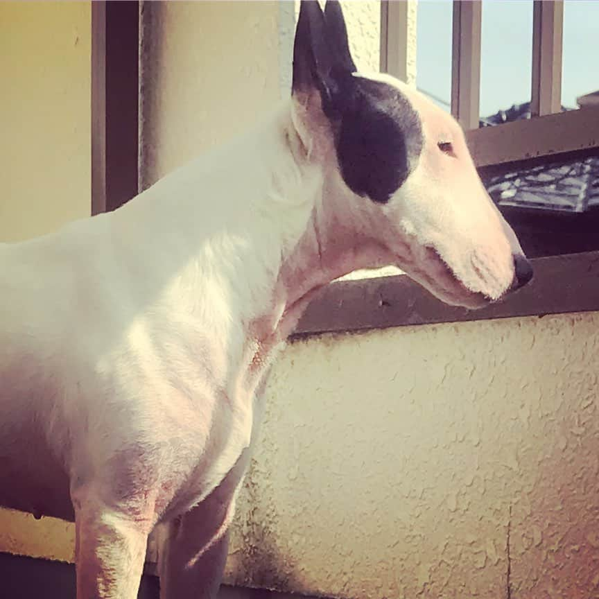 Q太郎さんのインスタグラム写真 - (Q太郎Instagram)「#minituru#bull#terrier#minibullterrier#miniturubullterrier#dog#dogstagram#cute#qtaro#love#family#ミニチュア#ブルテリア#ミニチュアブルテリア#Q太郎」5月15日 16時15分 - qtaro.jun