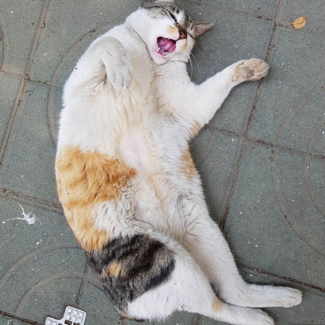 薬手名家さんのインスタグラム写真 - (薬手名家Instagram)「アンニョンハセヨ、薬手名家です💘 - 今日とても可愛い猫ちゃんに会いましたので投稿させていただきます🐱❣️ - 道のど真ん中で気持ち良さそうに寝転がっていた野良ネコちゃん💘人にすごく懐いている様子でした✨一瞬で一日の疲れが取れたような気分です😇やっぱり猫の癒し効果がすごいですね🔥🔥🔥」5月15日 16時30分 - yakson_japan