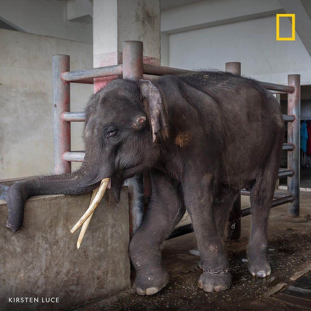 National Geographic Travelさんのインスタグラム写真 - (National Geographic TravelInstagram)「Photo by @kirstenluce | Chances are you've seen photos of travelers bathing elephants or snuggling with a tiger cub. But too often, captive experiences with exotic animals rely on abusive training or treatment. In this photo, an injured four-year-old elephant suffers underneath a performance stadium in Thailand. Share this image on social media to spread the word, and learn more at the link in our bio or visit natgeo.com/wildlifetourism. #natgeowildlifetourism」5月15日 22時06分 - natgeotravel