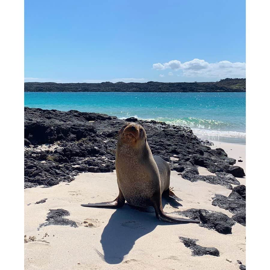 京乃ともみさんのインスタグラム写真 - (京乃ともみInstagram)「アシカの赤ちゃんと遭遇しました💓🦈. . ガラパゴス諸島のルールで、動物たちとは2メートル離れてなくちゃいけないんだけど、遊んで〜って興味津々に向こうから寄ってくるから、距離を取るのが大変なくらい😁. . ここではみんなエコボトルを持ち歩いて、プラのゴミを出さないようにしているし、動物を触ることも餌をあげることも絶対にしないし、動物たちと人間が共存していくために、自然界の掟を尊重する島なんだよ🙏🌱🌍🇪🇨. . . #エクアドル #Ecuador #ガラパゴス諸島 #アシカ #sealion #GalápagosIslands」5月15日 22時08分 - tomomi_kyono