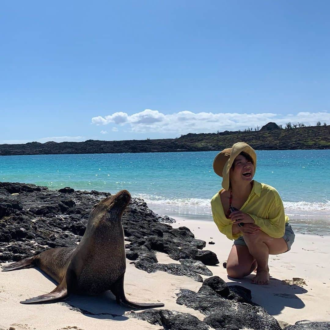 京乃ともみさんのインスタグラム写真 - (京乃ともみInstagram)「アシカの赤ちゃんと遭遇しました💓🦈. . ガラパゴス諸島のルールで、動物たちとは2メートル離れてなくちゃいけないんだけど、遊んで〜って興味津々に向こうから寄ってくるから、距離を取るのが大変なくらい😁. . ここではみんなエコボトルを持ち歩いて、プラのゴミを出さないようにしているし、動物を触ることも餌をあげることも絶対にしないし、動物たちと人間が共存していくために、自然界の掟を尊重する島なんだよ🙏🌱🌍🇪🇨. . . #エクアドル #Ecuador #ガラパゴス諸島 #アシカ #sealion #GalápagosIslands」5月15日 22時08分 - tomomi_kyono