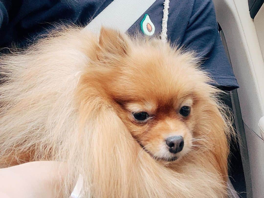 r_oseさんのインスタグラム写真 - (r_oseInstagram)「Surgery went well but big hurt on my tummy☄️ Totally different pawson on the way back🦊〰️」5月15日 16時55分 - r_ose