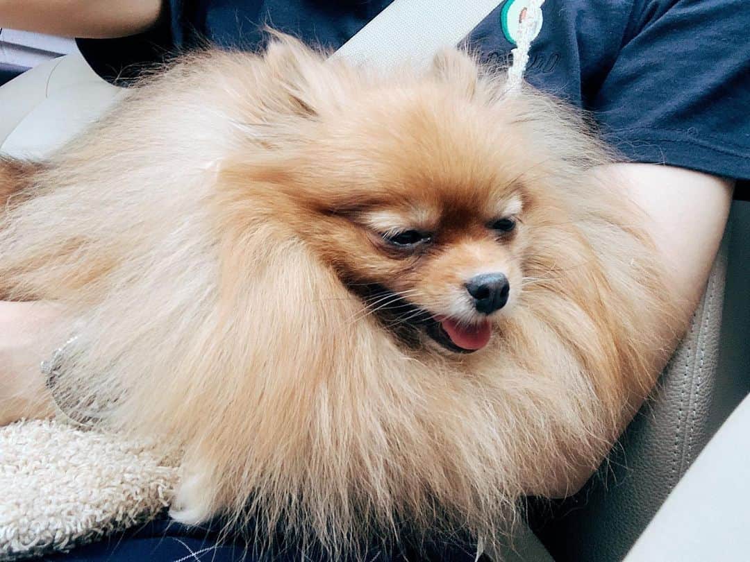 r_oseのインスタグラム：「Surgery went well but big hurt on my tummy☄️ Totally different pawson on the way back🦊〰️」