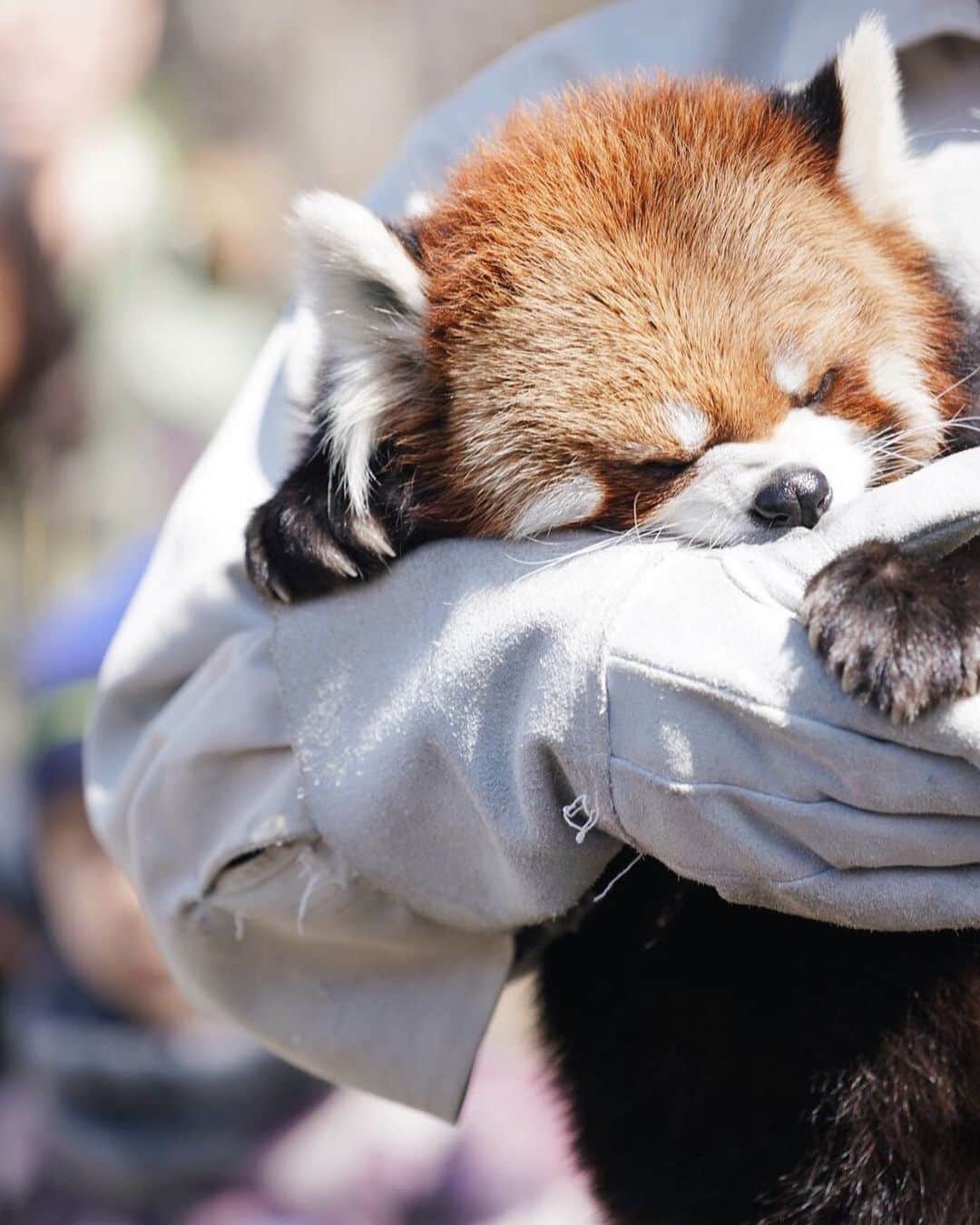 ?長野県 観光 公式インスタグラム さんのインスタグラム写真 - (?長野県 観光 公式インスタグラム Instagram)「//﻿ Photo by @redpan22﻿ ﻿ Chausuyama Zoo’s Star﻿ (Nagano City)﻿ ﻿ Among the many animals at Chausuyama Zoo, the most popular is the red panda.﻿ ﻿ One of the red pandas, Ron-kun, is famous for its walks with one of its handlers.﻿ ﻿ Their walks finished in March of this year, but Ron-kun is still happily lazing about today.﻿ ﻿ ============﻿ ﻿ 動物園の人気者﻿ 「茶臼山動物園」﻿ ＠長野市﻿ ﻿ 長野市にある「茶臼山動物園」﻿ 様々な動物たちのなかでも﻿ とくに人気が高いのがレッサーパンダ🐻﻿ ﻿ そのなかでもロンくんは﻿ 園内を飼育員さんと﻿ お散歩していたことで有名です✨ ﻿ お散歩イベントは今年の3月で終了しましたが﻿ いまでものんびり暮らしていますよ🍃﻿ ﻿ ＿＿＿＿＿＿＿＿＿ ﻿ ﻿ ✨インスタアワード作品募集中✨﻿ 応募期間4/25～6/16﻿ 詳しくはプロフィールのリンクからご覧ください﻿ ﻿ @nagano_japan をフォローして﻿ 応募期間(4/25～6/16)内に ﻿ 長野県内で撮った写真には﻿ #長野のいいところ﻿ 花フェスタ会場で撮った写真には﻿ #信州花フェスタ2019﻿ を付けて投稿するだけ✨﻿ ﻿ ＿＿＿＿＿＿＿＿＿ ﻿ ﻿ Location /  Nagano City, Nagano, Japan ﻿ ﻿ #長野のいいところ #茶臼山動物園 #長野市﻿ ﻿」5月15日 17時01分 - nagano_japan