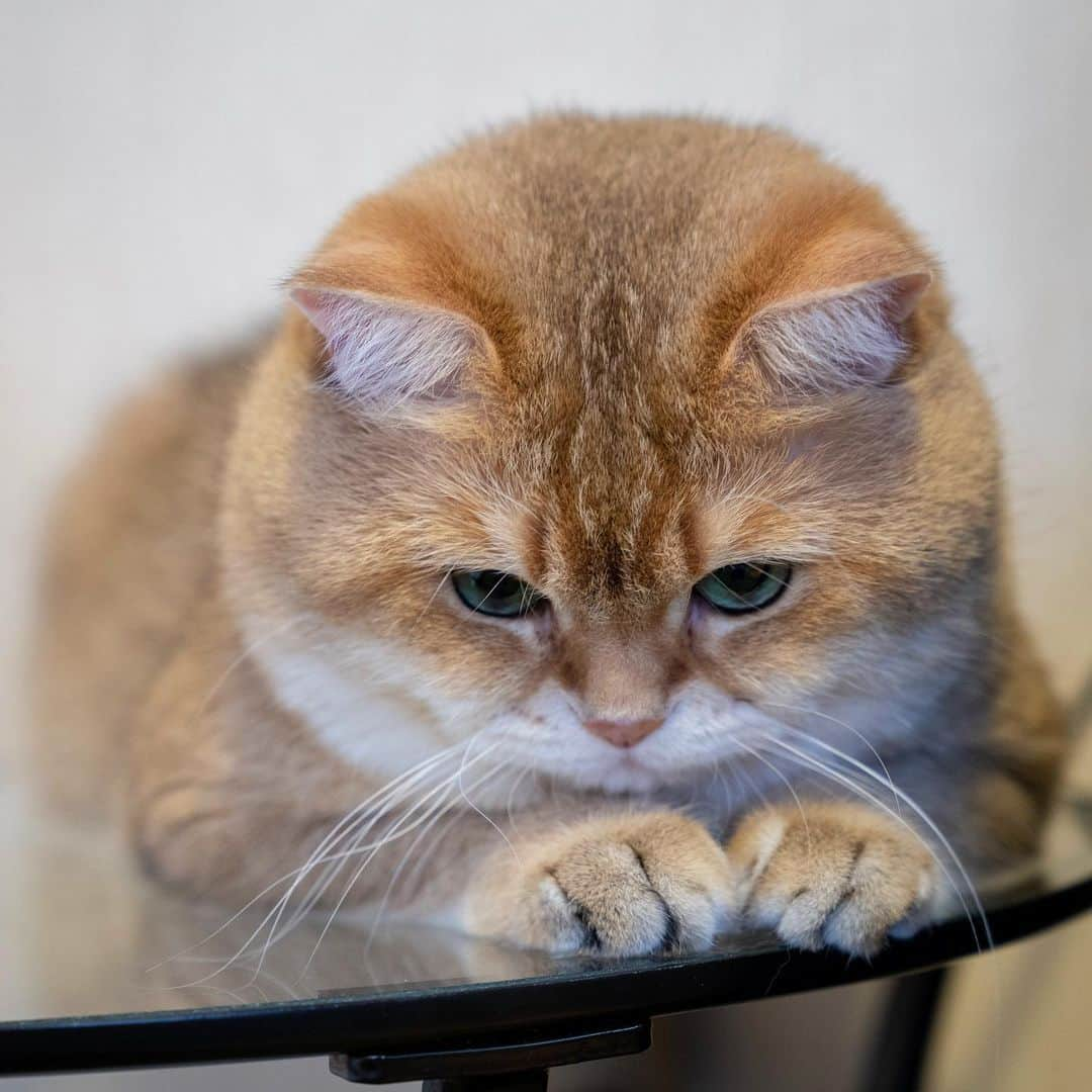 Hosicoさんのインスタグラム写真 - (HosicoInstagram)「I'm watching you, all of you 🦁」5月15日 17時22分 - hosico_cat