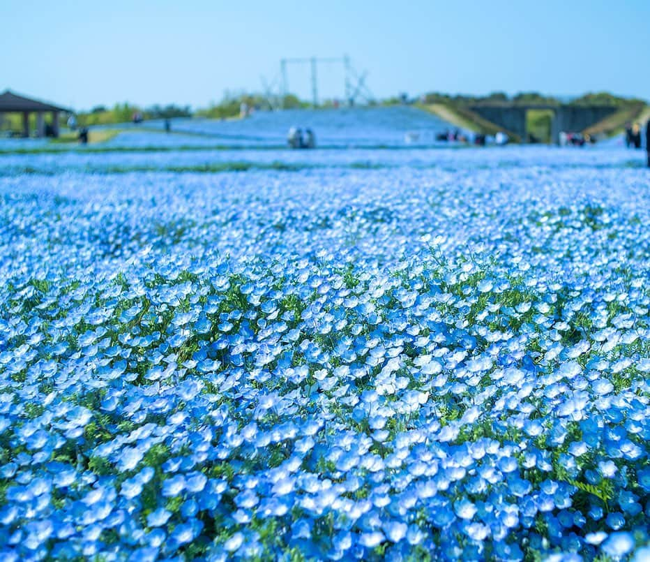 九州電力さんのインスタグラム写真 - (九州電力Instagram)「見渡す限り広がる、150万本のネモフィラに囲まれて💠💕 . . #九州電力 #kyuden #九電 #九州の灯り #お写んぽ #ネモフィラ #ネモフィラブルー #ネモフィラの丘 #ネモフィラ畑 #青い世界 #花のある風景 #メルヘンチック #絵本の世界 #nemophila #team_jp_flower #カメラ好きとつながりたい #福岡県 #fukuoka #福岡旅行 #福岡カメラ部 #福岡写真部 #海の中道海浜公園 #うみなか #海の中道 #九州ぐらむ #ファインダー越しの私の世界 #九州旅行 #九州 #kyushu #九州愛」5月15日 17時14分 - kyuden_official