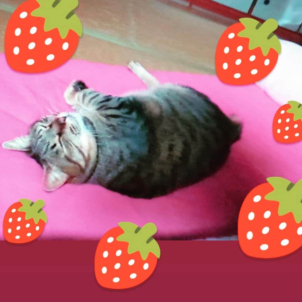 Naokoさんのインスタグラム写真 - (NaokoInstagram)「. いちごの日🍓😸. . . おひるねいちごちゃん🍓😸😁. . ぷりっぷりでなんか、美味しそう～😁. . . 実家now✨. . ９９歳のうちのバアサマが、チョッと危ない😥との連絡受けて急遽帰省しました😥😥. . . が、、 復活しました😅😁✨👍. . . すごい～～✨❣️. . まだがんばれるみたい😊なので 引き続き応援するぞ😆💪💪💪. . . . #いちごの日 #バアサマ99歳#イチゴくん #ねこ #猫 #ネコ部 #ぺこねこ部 #ふわもこ部 #保護猫 #元野良猫 #ちょんぼりしっぽ部 #instacat #instapet #ilovemycat」5月15日 17時16分 - setsunao