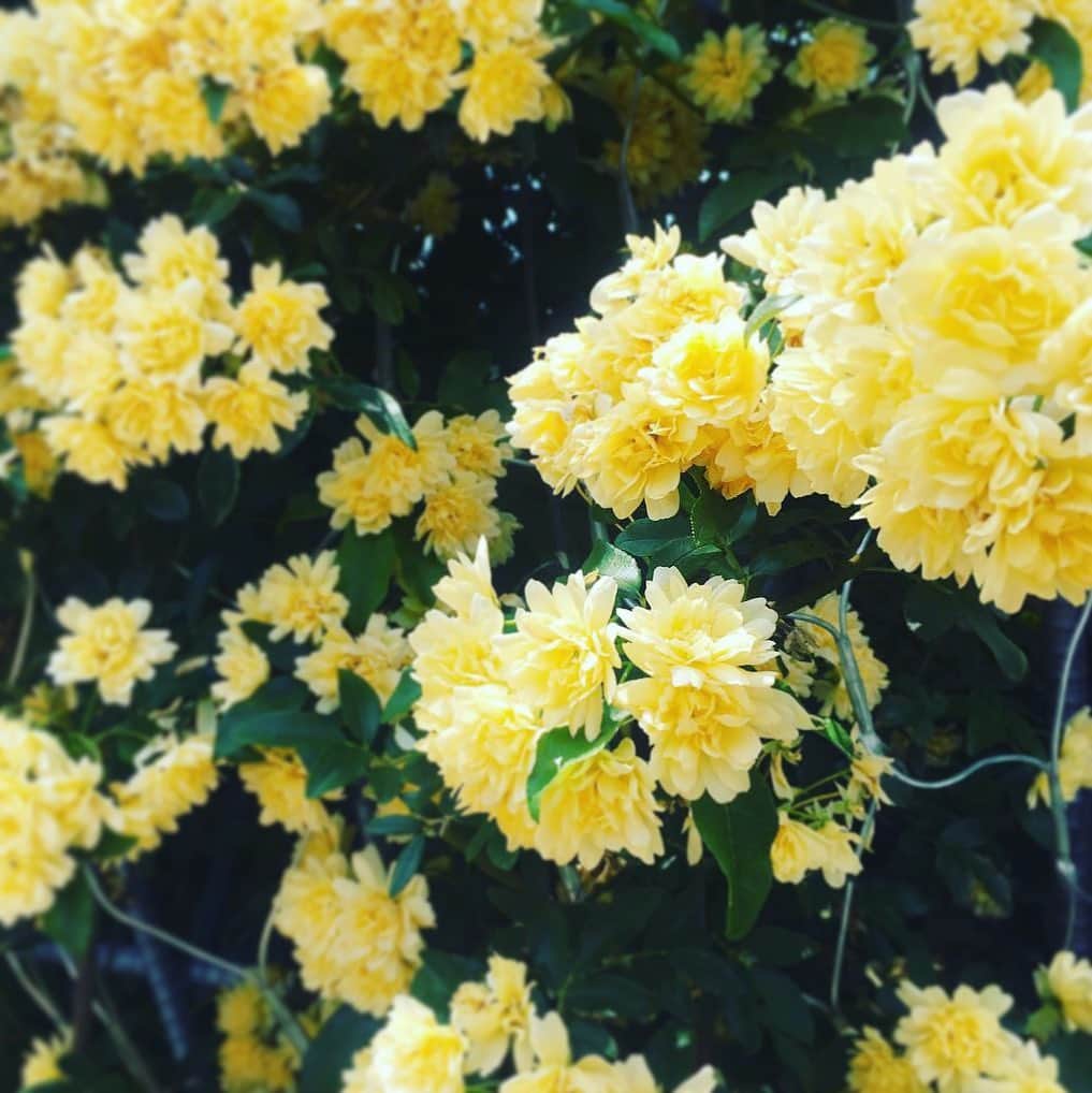フレシャス公式(FRECIOUS) さんのインスタグラム写真 - (フレシャス公式(FRECIOUS) Instagram)「皆さま、こんにちは！ .  毎朝通勤途中に 通る公園に咲く#モッコウバラ。 .  綺麗なクリームイエローと ふわふわとした花びらが とっても可愛いらしく癒されます^^ .  見た目も華やかで、 明るくポジティブな気持ちに させてくれるお花ですので、 小さな花瓶に生けて玄関やリビングなど お部屋に飾るのもよさそうですね。 .  モッコウバラの花言葉は 『純潔』 『あなたにふさわしい人』 『初恋』 『幼いころの幸せな時間』 『素朴な美』 などだそう。 なんだが甘酸っぱい素敵な花言葉ばかりです。 .  カーネーションやチューリップなど、 黄色い花はネガティブな花言葉が多い イメージがありますが、 モッコウバラはポジティブな花言葉が 多いので、大切なひとへのプレゼントにも おすすめです！ . . これから梅雨の季節がやってきますが、 やはり梅雨に映えるお花といえば「#紫陽花」。 .  個人的に大好きなお花なので、 今年も沢山写真を撮ろうと思います！ . 皆さまのお気に入りのお花は何ですか？^^ . （編集部Y） . ─────────────── ★ほぼ毎日更新中★ こちらよりフォローしてください♪ ↓　↓　↓ 【フレシャス公式】 @frecious_official ─────────────── #フレシャス #FRECIOUS #天然水#ウォーターサーバー#waterserver#丁寧な暮らし#緑のあり暮らし#花のある暮らし#木香薔薇#花#花言葉#flower#季節のお花#梅雨」5月15日 17時17分 - frecious_official