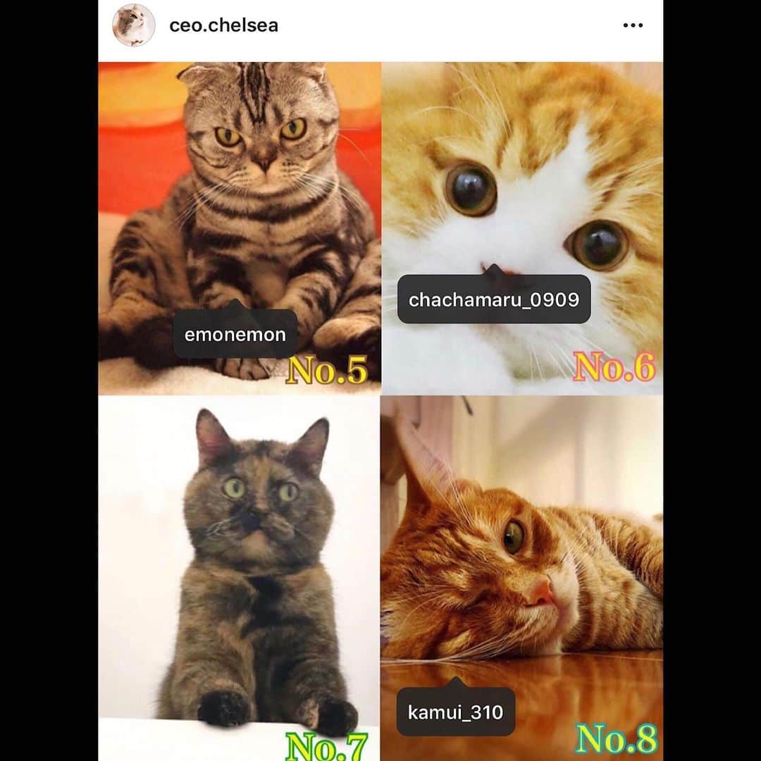 Shishi-maruのインスタグラム：「🐱「nyatching」サービスを提供する株式会社naynsの猫社員になりました。組織で出来ること、個人で出来ること、それぞれ頑張ります。 投票ありがとうございました😄」
