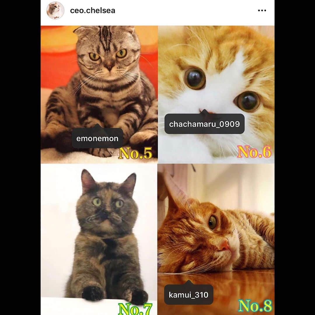 Shishi-maruさんのインスタグラム写真 - (Shishi-maruInstagram)「🐱「nyatching」サービスを提供する株式会社naynsの猫社員になりました。組織で出来ること、個人で出来ること、それぞれ頑張ります。 投票ありがとうございました😄」5月15日 17時24分 - emonemon