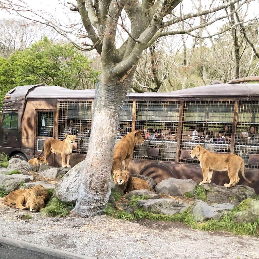 神戸蘭子さんのインスタグラム写真 - (神戸蘭子Instagram)「動物ブームの息子と🦓  #富士サファリパーク #ライオン #ふれあい体験  #家族でお出かけ #ママライフ」5月15日 17時49分 - ranran0414