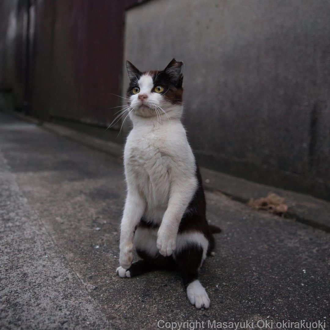 Masayukiさんのインスタグラム写真 - (MasayukiInstagram)「無心。  #cat #ねこ」5月15日 17時36分 - okirakuoki