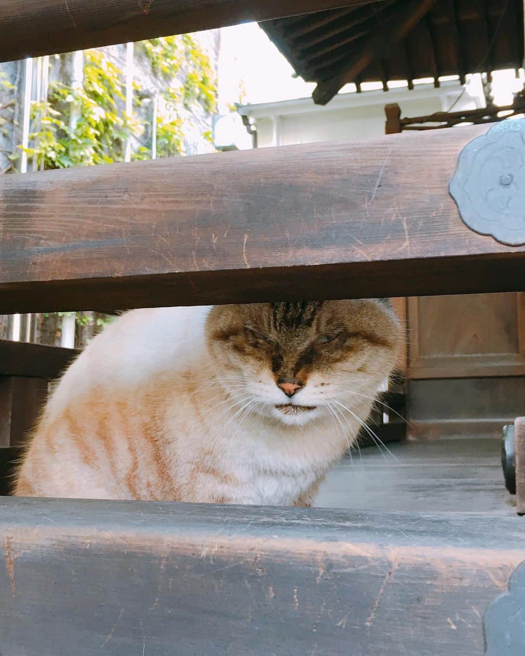 田上よしえさんのインスタグラム写真 - (田上よしえInstagram)「猫神様がいらっしゃる神社は良い神社（私調べ） #神社  #ねこ #cat #japan」5月15日 17時43分 - tanoueyoshie