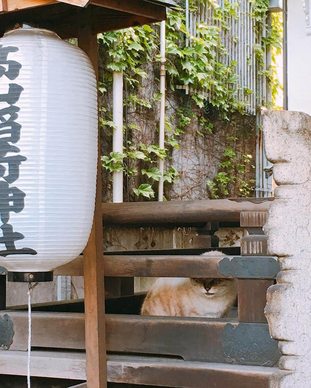 田上よしえさんのインスタグラム写真 - (田上よしえInstagram)「猫神様がいらっしゃる神社は良い神社（私調べ） #神社  #ねこ #cat #japan」5月15日 17時43分 - tanoueyoshie