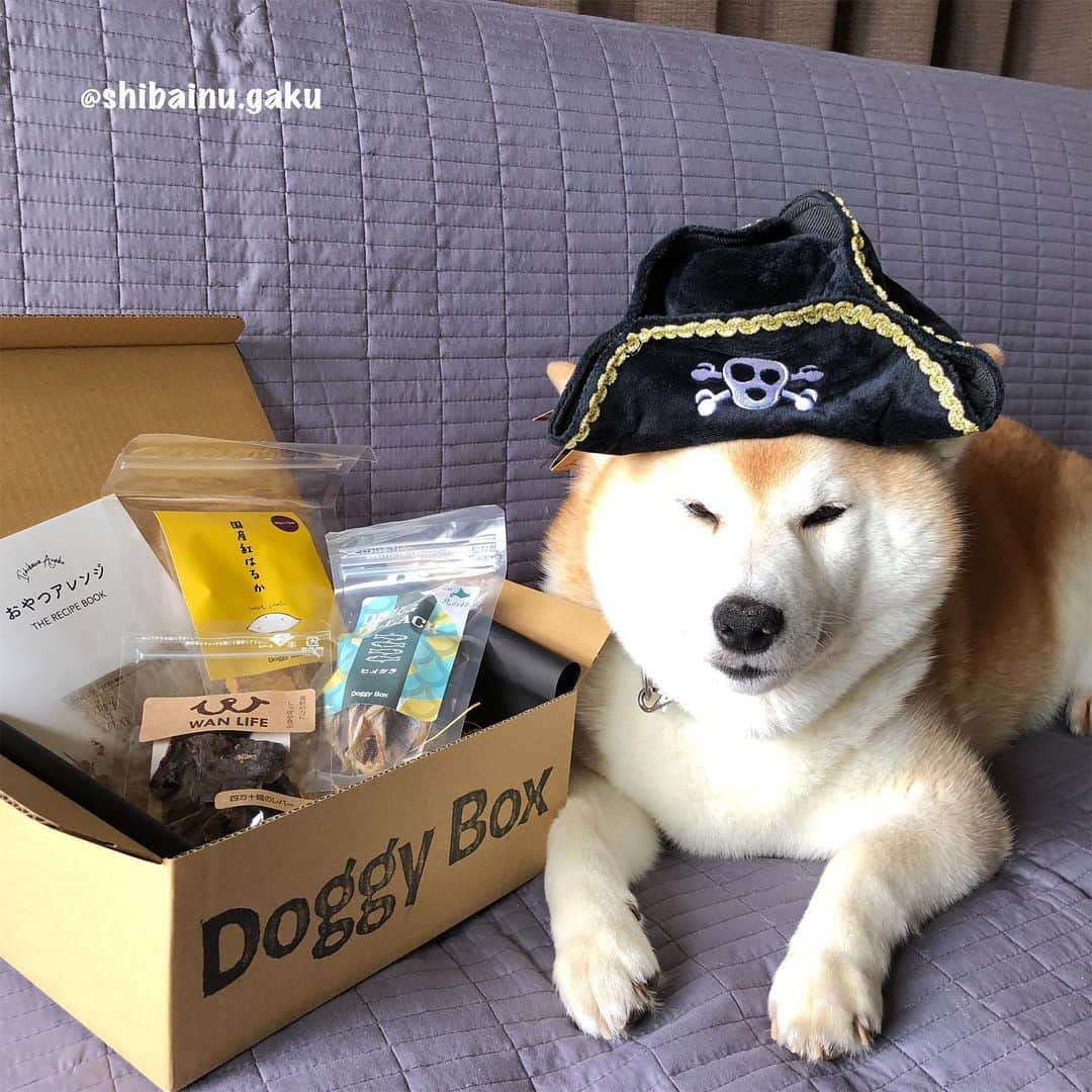 Kazumi-Gakumamaさんのインスタグラム写真 - (Kazumi-GakumamaInstagram)「今回、岳に届いたのは、Doggy Box の5月BOX🐕🏴‍☠️📦 *  テーマに沿った可愛いおもちゃとナチュラルなおやつを毎月届けているDoggy Box‼︎ *  今月のテーマは“TREASURE ISLAND  宝島”✨ *  岳が被っているのは「PIRATE HAT  海賊帽子」🏴‍☠️ ドクロがトレードマークの音の出るパイレーツハットです💀 めっちゃ似合ってるでしょ〰️😍 *  そして、おやつは「四万十鶏レバー」🐓 四万十川のほとりで大切に育てられた鶏のレバーを低温でじっくり乾燥させた特別なレバーです👌 *  更に「ヒメタラ(こまい)」🐟は、北海道の新鮮なヒメタラを使っています。 カルシウムとミネラルが豊富で骨や筋肉形成にバツグン👍 *  最後は「紅はるかの干し芋」🍠 国産さつまいもの紅はるかは、糖度が高く、自然の甘みたっぷり😋 食物繊維が豊富でワンちゃんの腸内環境を整えてくれますょ〜‼︎ *  今回はナント、四万十鶏レバーとヒメタラを使ったおやつアレンジのレシピブックがついてま〜す！ そのままでも美味しいけど、ちょっと手を加えて、いつもとはひと味違う楽しみ方もいいかもね~😘 *  全てのワンちゃんに満足して欲しい為、Doggy Boxでは内容や組み合わせについて変更の相談を受け付けています。 翌月のBox以降、アレルギーや嫌いなおやつを避けて送ってくれます😌👌 *  Doggy Boxはワンちゃんとの暮らしがもっともっとHAPPYになるよう常に願っているそうです🙏 🐾----*----*----*----🐾 A wonderful gift has arrived from "DOGGY BOX" to my dog ​​Gaku🐕🏴‍☠️📦 🐾----*----*----*----🐾 @doggybox_jp #doggybox #ドギボ #5月BOX #宝島 #TREASUREISLAND #柴犬 #岳 #柴犬岳 #柴犬ガク#gaku #shibainugaku #shiba #shibainu #shibastagram  #ワンフルエンサー #ふわもこ部 #いぬすたぐらむ #岳パラダイス #20190515」5月15日 17時43分 - shibainu.gaku