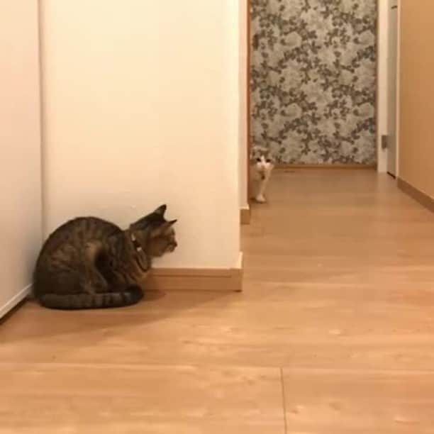 Aww Clubのインスタグラム