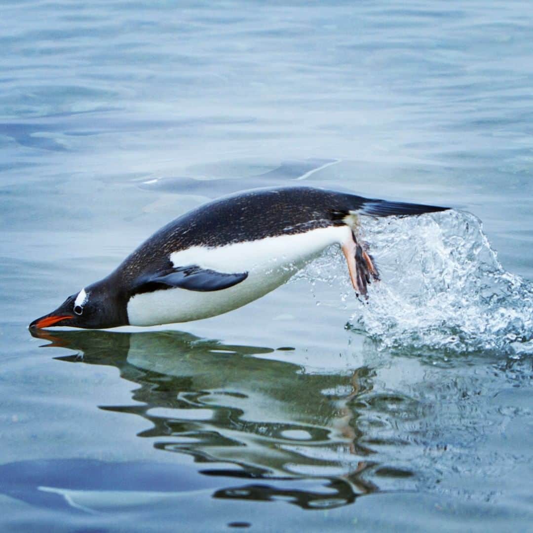 ナショナルジオグラフィックさんのインスタグラム写真 - (ナショナルジオグラフィックInstagram)「Photo by Ira Block @irablockphoto | A gentoo penguin leaps through the water near Neko Harbor on the Antarctic Peninsula. Although penguins are birds, they can't fly. Instead, they swim underwater at high speeds; the gentoo is the fastest, swimming up to 22 mph (36 kph). It hunts for seafood, diving as deep as 650 feet (200 meters) and staying underwater for up to seven minutes. #followme @irablockphoto for more travel adventure stories. #gentoo #penguin #antarctica #seabirds」5月15日 18時34分 - natgeo