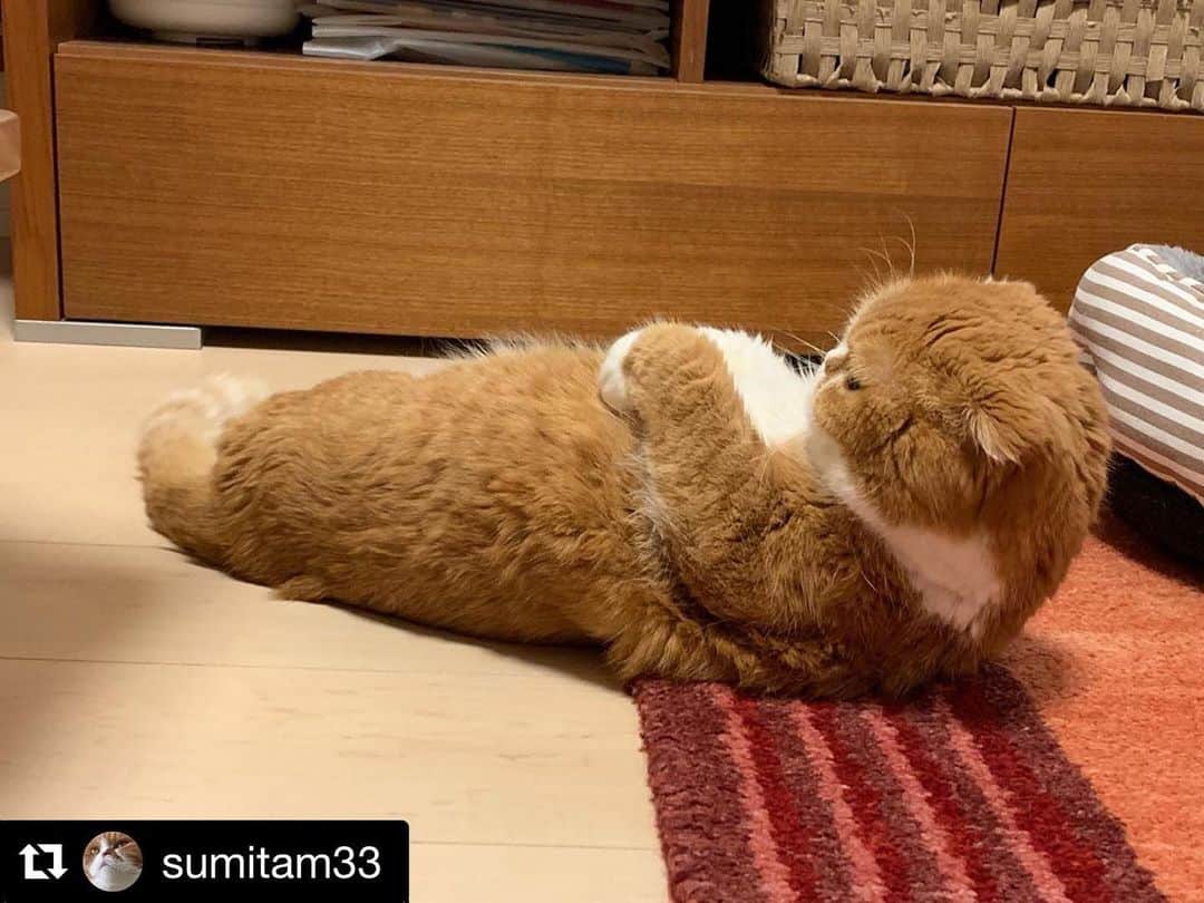ねこのインスタグラム