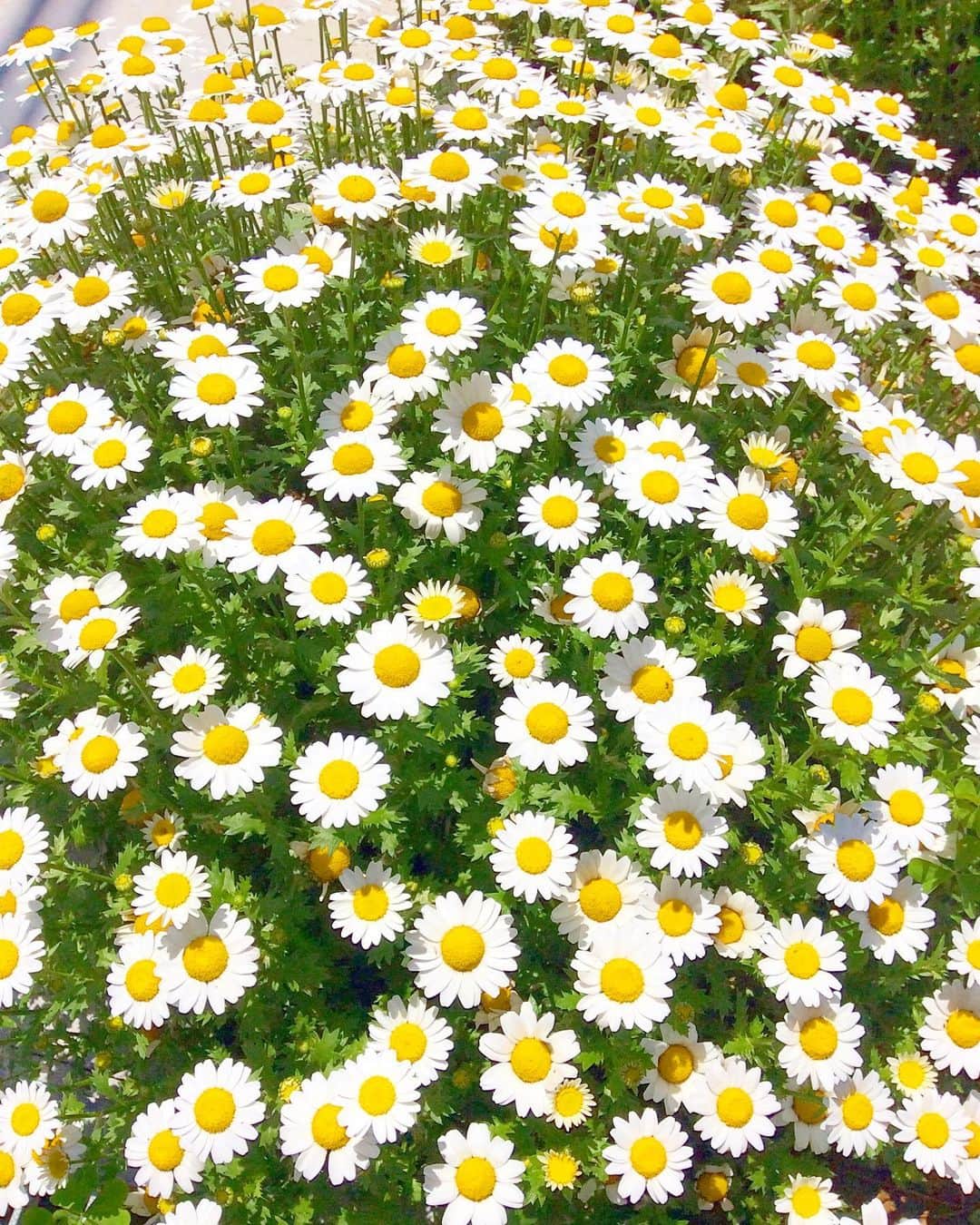 祥吉のグルメインスタ