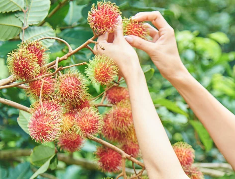 タイ国政府観光庁さんのインスタグラム写真 - (タイ国政府観光庁Instagram)「南国フルーツが旬を迎えています✨﻿ ﻿ タイでは、太陽の恵みを受けた様々な種類の南国フルーツを味わうことができます。特に４月頃からマンゴーやドリアン、続いてマンゴスチンやランブータンなど、人気のフルーツが旬を迎えます🍋﻿ ﻿ この時期に果物狩りができる農園もあり、フルーツ栽培が盛んなラヨーン県のオーガニック農園「スアン・ラマイ」では、４月〜６月限定で、フルーツ食べ放題の農園ツアーを開催していて大人気😊﻿ ﻿ #タイ #ラヨーン #スアンラマイ #フルーツ #南国フルーツ #トロピカルフルーツ #マンゴー #ドリアン #マンゴスチン #果物 #こんなタイ知らなかった #タイを知りつくす #タイ旅行 #旅好きな人と繋がりたい #旅行好きな人と繋がりたい #thailand #rayong #suanlamai #fruit #amazingthailand #thailandtravel #thailandtrip #thai #thaistagram #lovethailand #localexperience #mango #durian」5月15日 18時51分 - amazingthailandjp