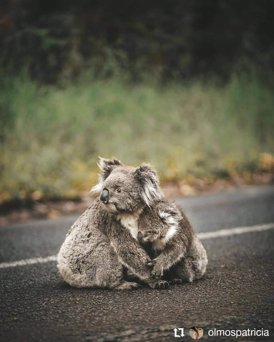 デビッド・ポーコックさんのインスタグラム写真 - (デビッド・ポーコックInstagram)「After seeing a koala in parkland in Brisbane on the very first day my family arrived in Australia in 2002, I have only seen a koala in the wild twice since then.⠀ ⠀ The @australiankoalafoundation says koalas are now “functionally extinct” in Australia, with population numbers feared to be dipping below the number needed to maintain the species’ existence.⠀ ⠀ It’s believed that there are only around 80,000 koalas left in the wild. There were an estimated 10 million koalas alive some 200 years ago.⠀ ⠀ Between 1890 and 1927, more than 8 million were shipped to London after being shot for fur.⠀ ⠀ While researchers admit that the koala's tendency to move around and its patchwork habitat make it difficult to track, they say numbers are in steep decline.⠀ ⠀ The biggest threats to koalas are habitat loss and heatwaves caused by climate change, such as the one last year that saw thousands of animals die from dehydration, studies have shown.⠀ ⠀ We’re facing a climate and ecological emergency and need bold action now.⠀ ⠀ #wildlifewednesday #voteclimate #climateelection #ecologicalemergency #climatebreakdown #koala #australia⠀ ⠀」5月15日 18時53分 - davidpocock