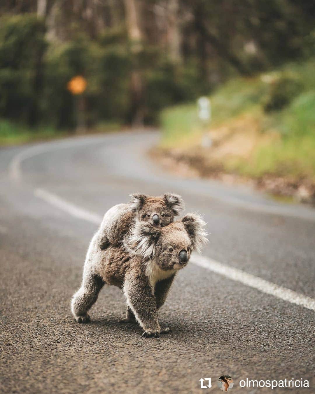 デビッド・ポーコックさんのインスタグラム写真 - (デビッド・ポーコックInstagram)「After seeing a koala in parkland in Brisbane on the very first day my family arrived in Australia in 2002, I have only seen a koala in the wild twice since then.⠀ ⠀ The @australiankoalafoundation says koalas are now “functionally extinct” in Australia, with population numbers feared to be dipping below the number needed to maintain the species’ existence.⠀ ⠀ It’s believed that there are only around 80,000 koalas left in the wild. There were an estimated 10 million koalas alive some 200 years ago.⠀ ⠀ Between 1890 and 1927, more than 8 million were shipped to London after being shot for fur.⠀ ⠀ While researchers admit that the koala's tendency to move around and its patchwork habitat make it difficult to track, they say numbers are in steep decline.⠀ ⠀ The biggest threats to koalas are habitat loss and heatwaves caused by climate change, such as the one last year that saw thousands of animals die from dehydration, studies have shown.⠀ ⠀ We’re facing a climate and ecological emergency and need bold action now.⠀ ⠀ #wildlifewednesday #voteclimate #climateelection #ecologicalemergency #climatebreakdown #koala #australia⠀ ⠀」5月15日 18時53分 - davidpocock