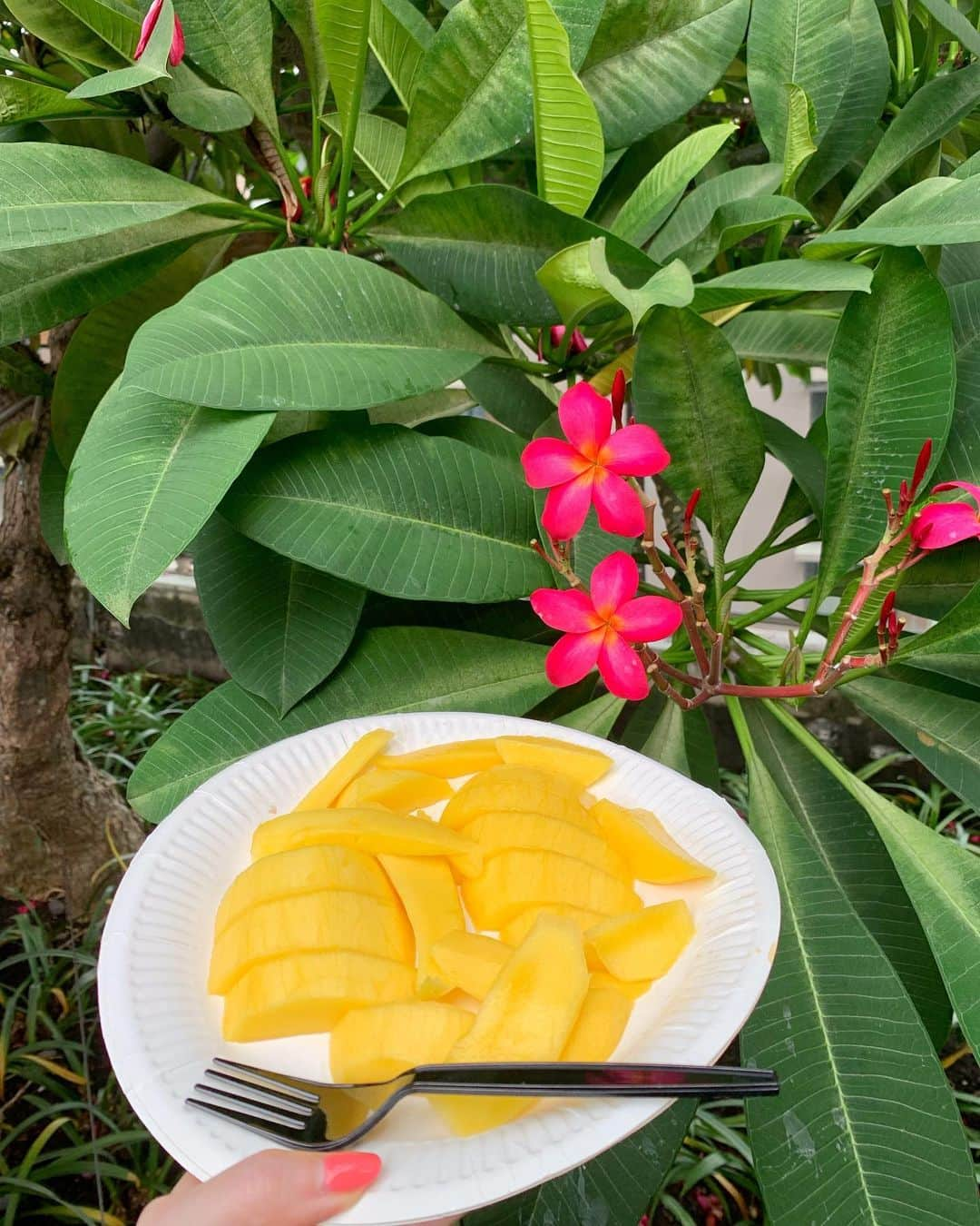 松本未夢さんのインスタグラム写真 - (松本未夢Instagram)「กินมะม่วงที่ข้างนอก😋🌺🥭💛✨ . . #มิมุ #ไม่ใช่มุมิ #เที่ยว #มะม่วง #ธรรมชาติ #travel #travelgram #Mimu #mimusdiary #myday #trip #mango #thailand #旅行  #タイ #バンコク #マンゴー #バンコク在住 #海外在住」5月15日 19時00分 - miiimuuu_chan