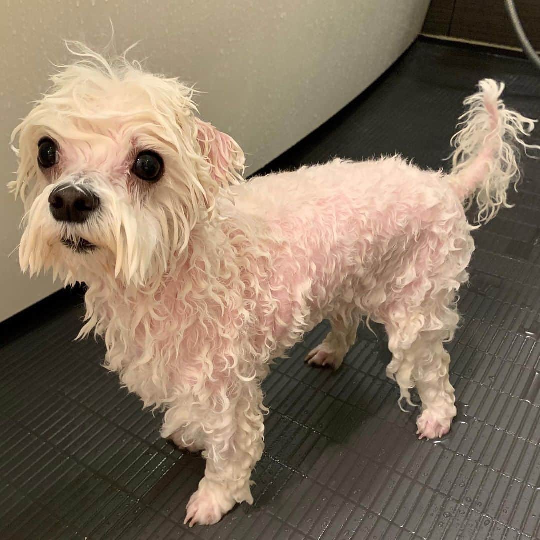 セロリさんのインスタグラム写真 - (セロリInstagram)「【濡れたアンテナ】 安定の風呂上がり。 安定のドライヤー。 そして、おまけは新しく安定する予定の濡れたアンテナ。 #maltese #マルチーズ #お風呂 #ドライヤー嫌い #malteseofinstagram #maltese101 #malteser #malteseofficial #maltesedog #dog #instadog #dogstagram #dogoftheday #doglovers #instapet #adorable #ilovemydog  #ペット #わんこ #ふわもこ部 #犬のいる暮らし #いぬら部  #いぬすたぐらむ」5月15日 19時02分 - celeryrabbit