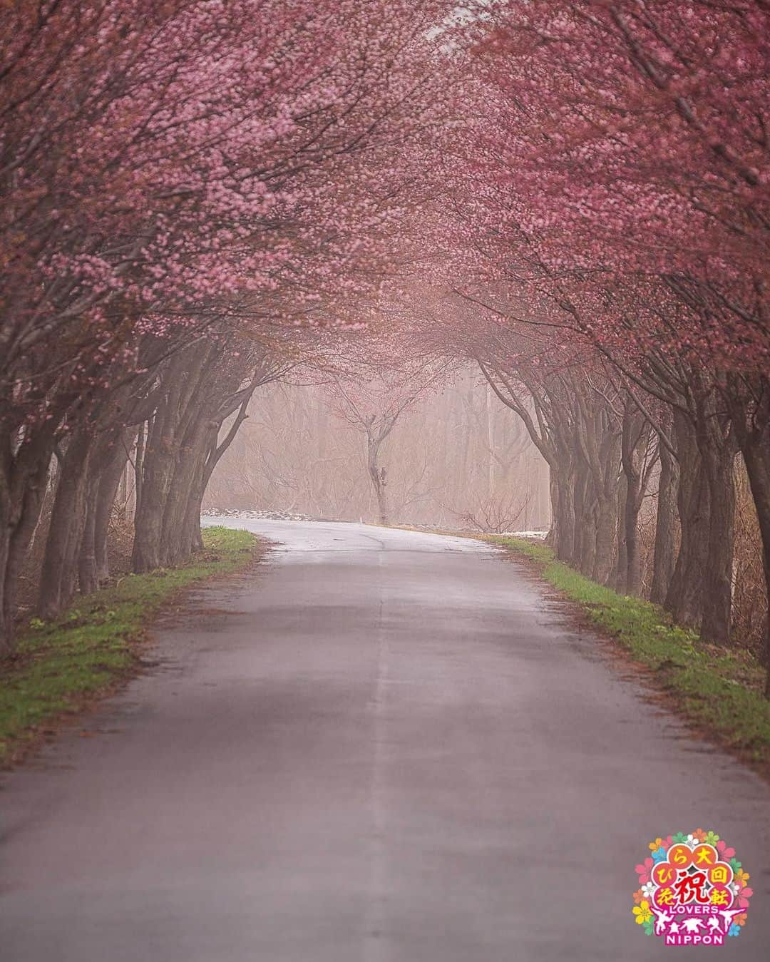 Only Japanese photographsさんのインスタグラム写真 - (Only Japanese photographsInstagram)「🌸Lovers春チャレンジ 花びら大回転2019🌸  Today's 花びら二スト: 🏆 @shin_12t 🏆 Challenge Tag : #花びら大回転2019 Location : 青森県(Aomori. Japan) Photo selected : @hazuki.h.photography ￣￣￣￣￣￣￣￣￣￣￣￣￣￣￣￣￣￣￣￣ 🌸🌷Congratulations❗️🌺☘ ㊗️おめでとうございます🎉🎉🎉 ⁑ ￣￣￣￣￣￣￣￣￣￣￣￣￣￣￣￣￣￣￣￣ 『Lovers Nipponからのお願い』  都道府県のみでも結構ですので必ず国内の撮影場所を明記ください。 風景【 #Lovers_Nippon 】 ポートレート【 #Lovers_Nippon_Portrait 】 アート【 #Lovers_Nippon_Artistic 】 ￣￣￣￣￣￣￣￣￣￣￣￣￣￣￣￣￣￣￣￣」5月15日 19時03分 - lovers_nippon