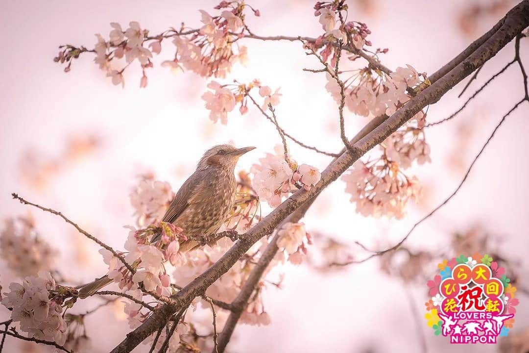 Only Japanese photographsさんのインスタグラム写真 - (Only Japanese photographsInstagram)「🌸Lovers春チャレンジ 花びら大回転2019🌸  Today's 花びら二スト: 🏆 @suzugongon1112 🏆 Challenge Tag : #花びら大回転2019 Location : 岐阜県(.Gifu Japan) Photo selected : @hazuki.h.photography ￣￣￣￣￣￣￣￣￣￣￣￣￣￣￣￣￣￣￣￣ 🌸🌷Congratulations❗️🌺☘ ㊗️おめでとうございます🎉🎉🎉 ⁑ ￣￣￣￣￣￣￣￣￣￣￣￣￣￣￣￣￣￣￣￣ 『Lovers Nipponからのお願い』  都道府県のみでも結構ですので必ず国内の撮影場所を明記ください。 風景【 #Lovers_Nippon 】 ポートレート【 #Lovers_Nippon_Portrait 】 アート【 #Lovers_Nippon_Artistic 】 ￣￣￣￣￣￣￣￣￣￣￣￣￣￣￣￣￣￣￣￣」5月15日 19時03分 - lovers_nippon