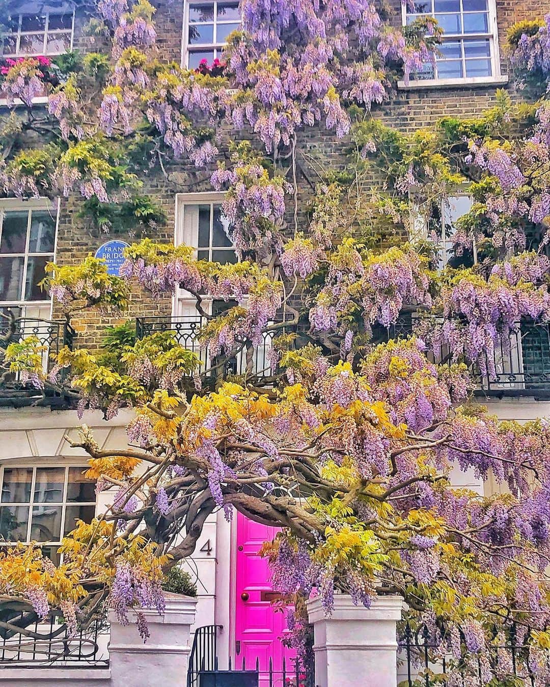 のインスタグラム：「My 3rd #wisteria season in #london 🌸💜💖 #seydauk」