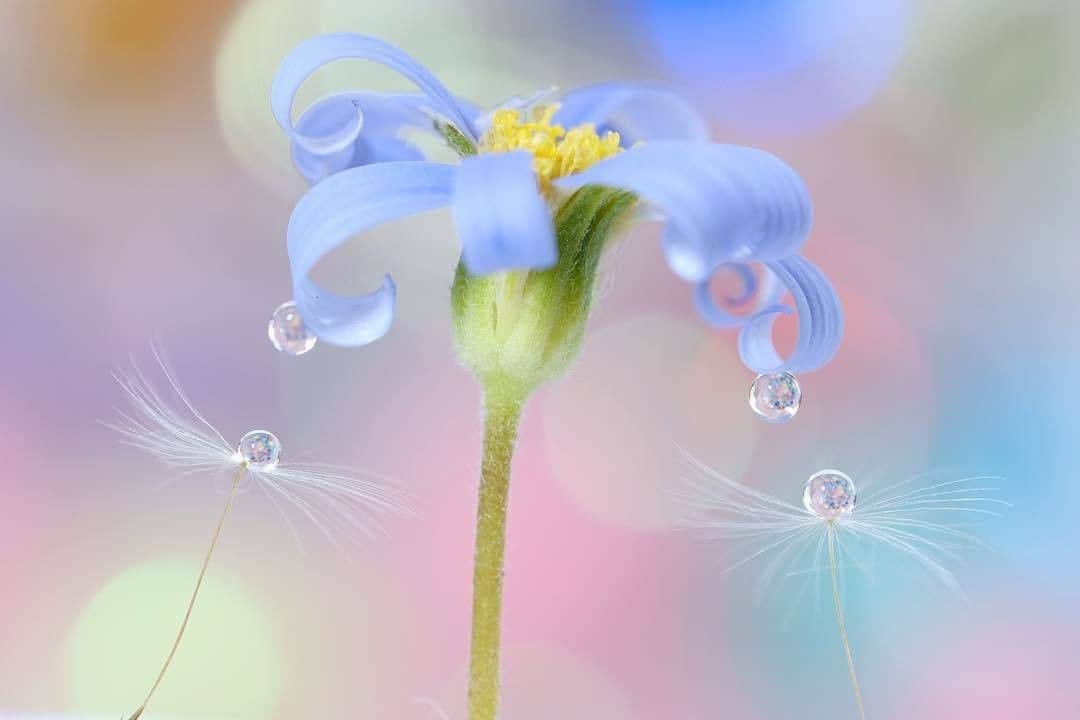 花の写真館のインスタグラム：「Photo by @wakarannto.⠀ https://instagram.com/wakarannto/⠀ .⠀ Original Post[投稿頂いたURL]⠀ https://www.instagram.com/p/BwSlXIWgEhe/⠀ .⠀ 本アカウントは、 #私の花の写真 をつけてInstagramに投稿された皆さまの花の写真や、「花の写真館」Facebookページで投稿された花の写真を紹介します。⠀ 「花の写真館」Facebookページは、「 @floral.photograph 」のプロフィールにあるURLからご覧ください。⠀ .⠀ #花の写真館 #floralphotograph #floralphoto #flower #flowers #富士フイルム #FUJIFILM⠀ Follow: @floral.photograph」