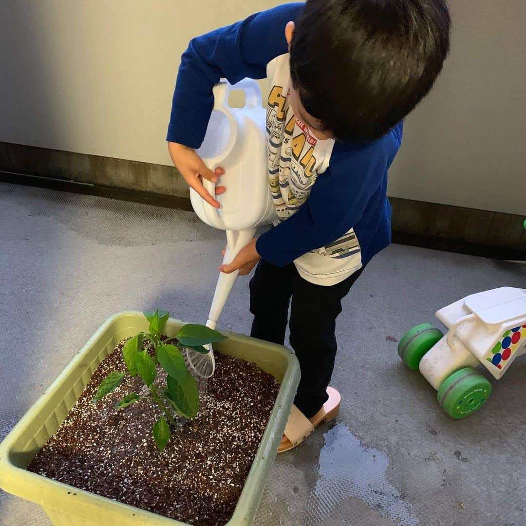 尾川とも子さんのインスタグラム写真 - (尾川とも子Instagram)「今年は幼稚園から ピーマンの苗もらってきました！  育つかなぁ〜😊」5月15日 19時42分 - ogawatomoko_bouldering