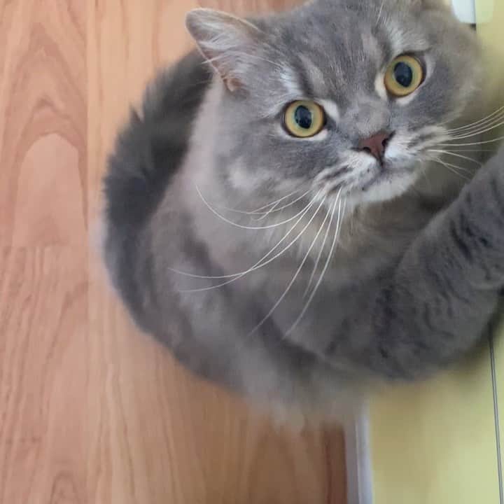 hanaのインスタグラム：「銀ちゃんの甘えん坊タイム♡  撫でろ撫でろ〜と訴えてきます🐈  パパよりママ派🥳 #パパのこと無視  パパに呼ばれて渋々行くけどすぐ戻ってきます🥺 . . . . #scottishfold #cat #cats #catlover #cutcats #catsnap #catstagram #cats_of_instagram #catsmosh #catsofworld #cutepetclub #ilovemycat #ig_catclub #insta_kitten #fluffy #funnycritters #fluffypack #kitty #kawaii #kawaii_cat #world_kawaii_cat #bestmeow #meowbox #happypet #bestcats_ofthdworld #thatsbabyanimals #adorble #petvideo」