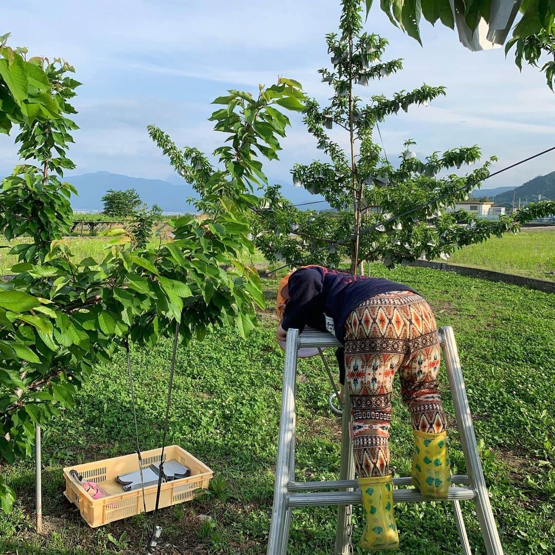 浅利そのみさんのインスタグラム写真 - (浅利そのみInstagram)「畑から歩いてちょび平さんをお迎えに行き、そのまま一緒に畑へ戻る。そこから1時間くらいカエルさん見つけたり、脚立に上ったりしながらいい子にしてくれていたので、作業が進みました！成長したなぁ。 #山梨 #南アルプス市 #桃 #袋掛け #農作業 #農業女子 #ちょび平 #ちょび平さん #息子2歳9ヶ月 #お尻が可愛い😍」5月15日 19時49分 - asarisonomi