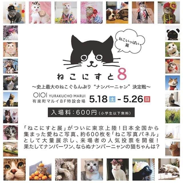 mayumiさんのインスタグラム写真 - (mayumiInstagram)「20190515 ✩ 5/18日(土)から5/26日(日)まで有楽町マルイにて 「ねこにすと８」が開幕します。 テリドリのパネルも展示させてもらいました。 お近くの方は是非!!!! ． #ねこにすと8#ねこにすと#ねこにすと展#有楽町マイル #ねこにすとパネル希望 ． #シブにゃん隊over10 #無敵の親バカ同盟 #IGersJP#ふわもこ部 #テリドリ2019 ． #cat#猫#ねこ#ネコ#茶トラ#gingercat#catstagram#instacat#weeklyfluff #Excellent_cats#cat_features#catofinstagram」5月15日 19時52分 - imuyamotas