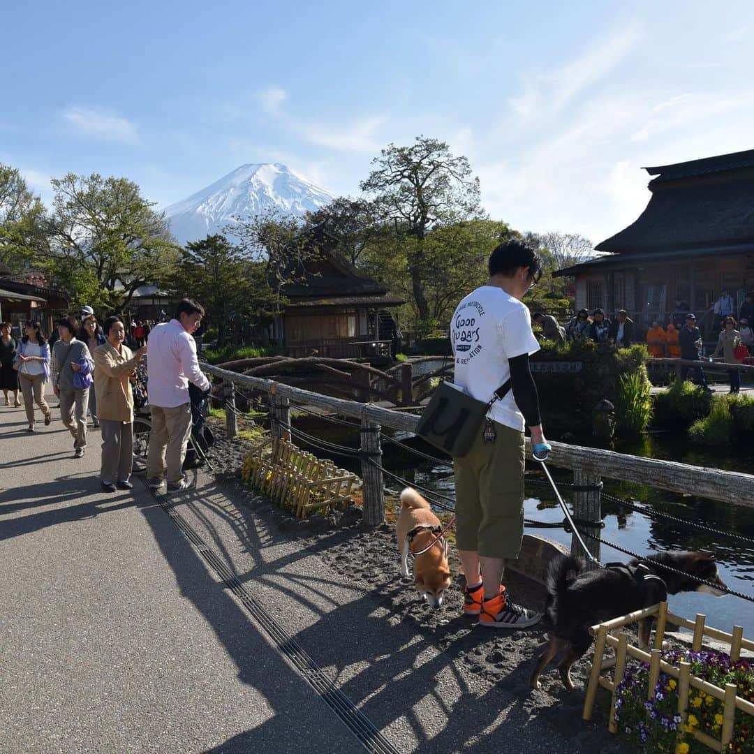 がんちゃんさんのインスタグラム写真 - (がんちゃんInstagram)「#てんタッキー富士山の旅  2019年5月8日  コタ＆アンとも行った「忍野八海」に行ってみました。  6年前も中国からの観光客がたくさんでしたが、今回はほぼ中国みたいになってました🤣お土産のラインナップは謎？？だし、注意書やPOPが中国語オンリーのところも😆  6年前も中国の方がみんな食べていた辛味噌のせ豆腐は150円から200円になっていました。  興味が湧いて「一つ下さい」と日本語で言うと店員さんに「ahh???」と驚かれました🤣  #忍野八海 #フルグラが人気のお土産 #冷えたリンゴ1個400円だった #みんなリンゴかじって歩いてた #goodolddays」5月15日 19時53分 - kota2ann