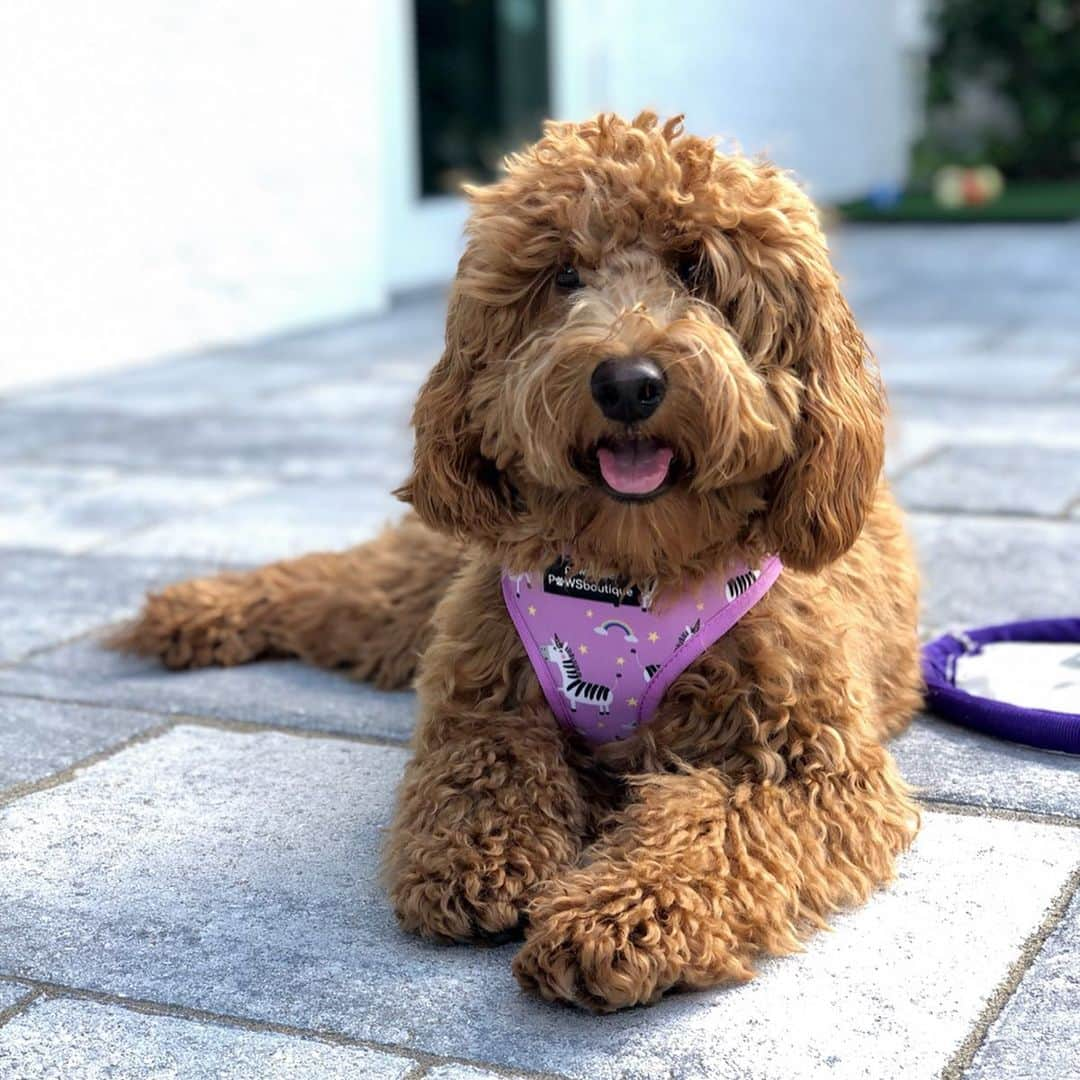 モーガン・プレッセルさんのインスタグラム写真 - (モーガン・プレッセルInstagram)「Happy first birthday to our sweet baby Zoe!! 💗 She is the most wonderful pup and the best companion, always up for an adventure! I am the luckiest fur mama on the planet!! 🐾」5月15日 19時54分 - mpressel